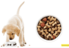 Tips for Finding Top Affordable Dog Food Choices